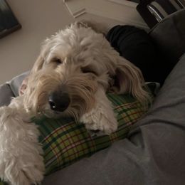 Goldendoodle All Grown Up from Faithfully Yours Doodles