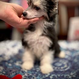 Bloom - Black white and tan female Chinese Crested puppy in Brooksville, Florida from Ariella Standard Poodles & Chinese Cresteds