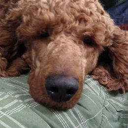 Cedar - Poodle