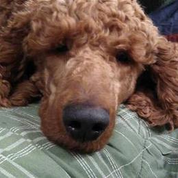 Cedar - Poodle