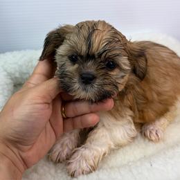 Gru - Black gold and white female Shih Tzu puppy in Bourne, Massachusetts from Shih Tzu Pups