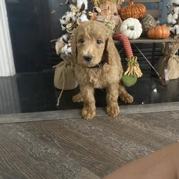 Aussiedoodle, Bernedoodle, and Poodle Puppies from Megan’s Spoiled Standards