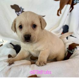 Holly - Yellow female Labrador Retriever puppy in Sullivan, Missouri from O’Dell Labs