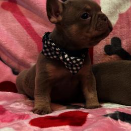 Archie - Liver male French Bulldog puppy in Paso Robles, California from Laurelwood Frenchies CA