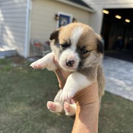Red and white girl - Red female Pembroke Welsh Corgi puppy in Ocala, Florida from Rivermont Farm