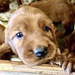 Irish Setter Puppies from Royal Redheads Irish Setters