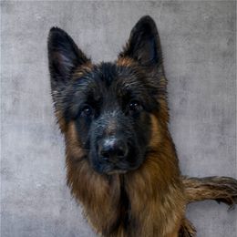 Uriah - German Shepherd