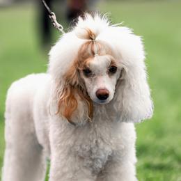 Betty White - Poodle