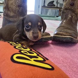Chocolate girl - Chocolate and cream female Dachshund puppy in Cedar City, Utah from Country Doxies