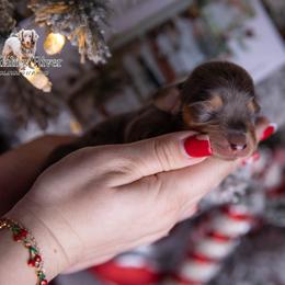 Elena - Dapple female Dachshund puppy in Iola, Texas from Whiskey River Dachshunds