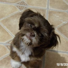 Mercy - Shih Tzu