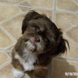 Mercy - Shih Tzu