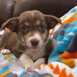 Sleepy - Tri-color female Border Collie puppy in Oberlin, Kansas from Hangin R Kennels