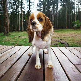 Cocker Spaniel Puppies from Hallmark Cocker Spaniels