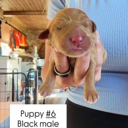 Black Collar - Yellow male Labrador Retriever puppy in Sumerduck, Virginia from Cedar Mountain Retrievers