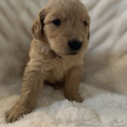 Girl 5 - Golden Retriever puppy from Washington Lakeside Goldens