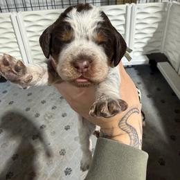 Mary - Tri-Roan female English Springer Spaniel puppy in Ogilvie, Minnesota from V.V. Berg Kennels