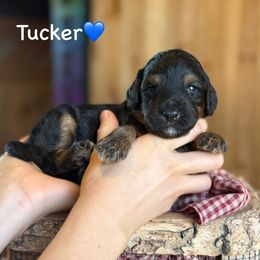 Tucker - Black phantom male Aussiedoodle puppy in Lancaster, Minnesota from Finney Ranch