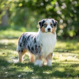 Reno - Miniature American Shepherd