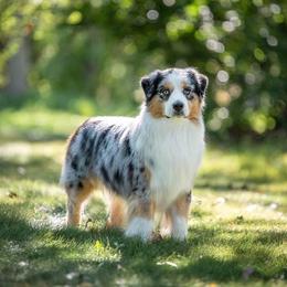 Reno - Miniature American Shepherd