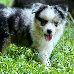 Raziah - Blue merle male Miniature Australian Shepherd puppy in Patterson, North Carolina from DreamLine Aussies