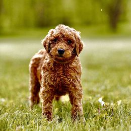 Boy 5 - Poodle puppy in Elko New Market, Minnesota from Willow Rock Poodles