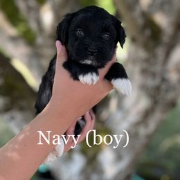 Havanese Puppies from Hoodview Havanese