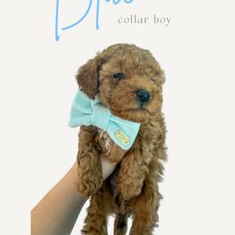 Blue Collar - Sable male Goldendoodle puppy in Gilbert, Arizona from Desert Paws Doodles