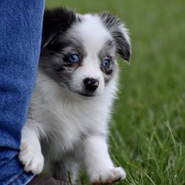 Miniature Australian Shepherd and Toy Australian Shepherd Puppies from Donna’s Toy & Mini Aussies