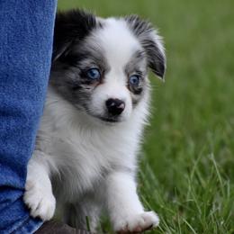 Miniature Australian Shepherd and Toy Australian Shepherd Puppies from Donna’s Toy & Mini Aussies