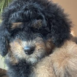 Bernedoodles from Amy's Bernedoodles