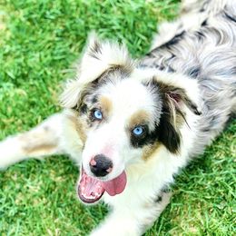 Molly - Miniature Australian Shepherd