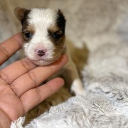 Male 2 - Parti male Yorkshire Terrier puppy in Fredericksburg, Virginia from VA Exclusive Yorkies