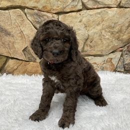 Dolly - Merle female Goldendoodle puppy in Fairmont, West Virginia from Mountainside Doodles, LLC