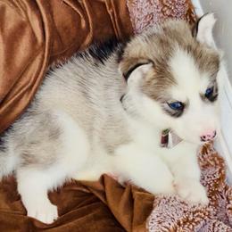 Knox - Black tan and white male Siberian Husky puppy in Atlanta, Georgia from Lobban Huskies