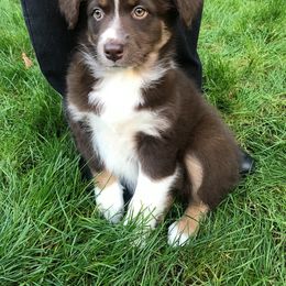 Australian Shepherd and Catahoula Leopard Dog Puppies from Forte Australian Shepherds & Co.