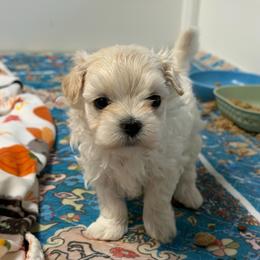 Sparkle - White female Maltipoo puppy in Newport Beach, California from Exotic City Pomeranians and chihuahuas
