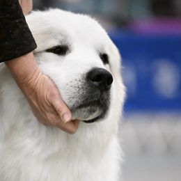 Stephen - Great Pyrenees