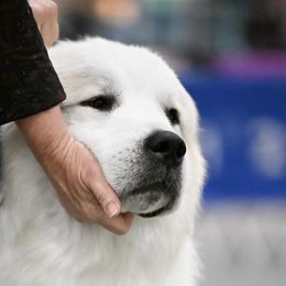 Stephen - Great Pyrenees
