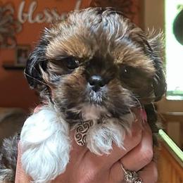 Gorilla - Sable and white male Shih Tzu puppy in Nekoosa, Wisconsin from Brox Acres House of Fur LLC
