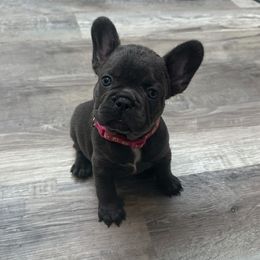 Pink Ranger - Blue female French Bulldog puppy in Austin, Texas from ourfrenchies2yours