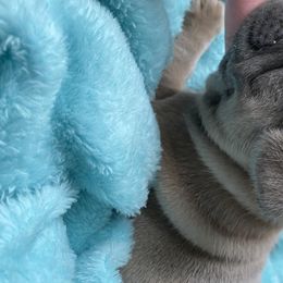 French Bulldog Puppies from Roley Poley Frenchies