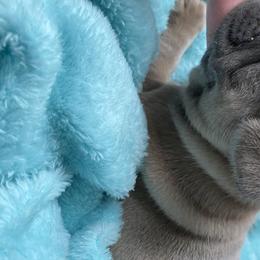 French Bulldog Puppies from Roley Poley Frenchies
