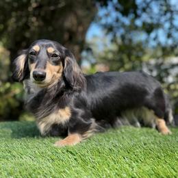 Honeysuckle - Dachshund