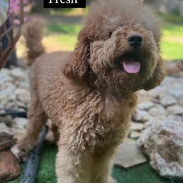 Fresh - Labradoodle