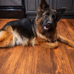 Boma - German Shepherd
