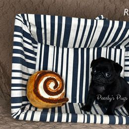 Ryan - Black male Pug puppy in Summerville, Georgia from Pearly’s Pugs & Pollywog Poodles
