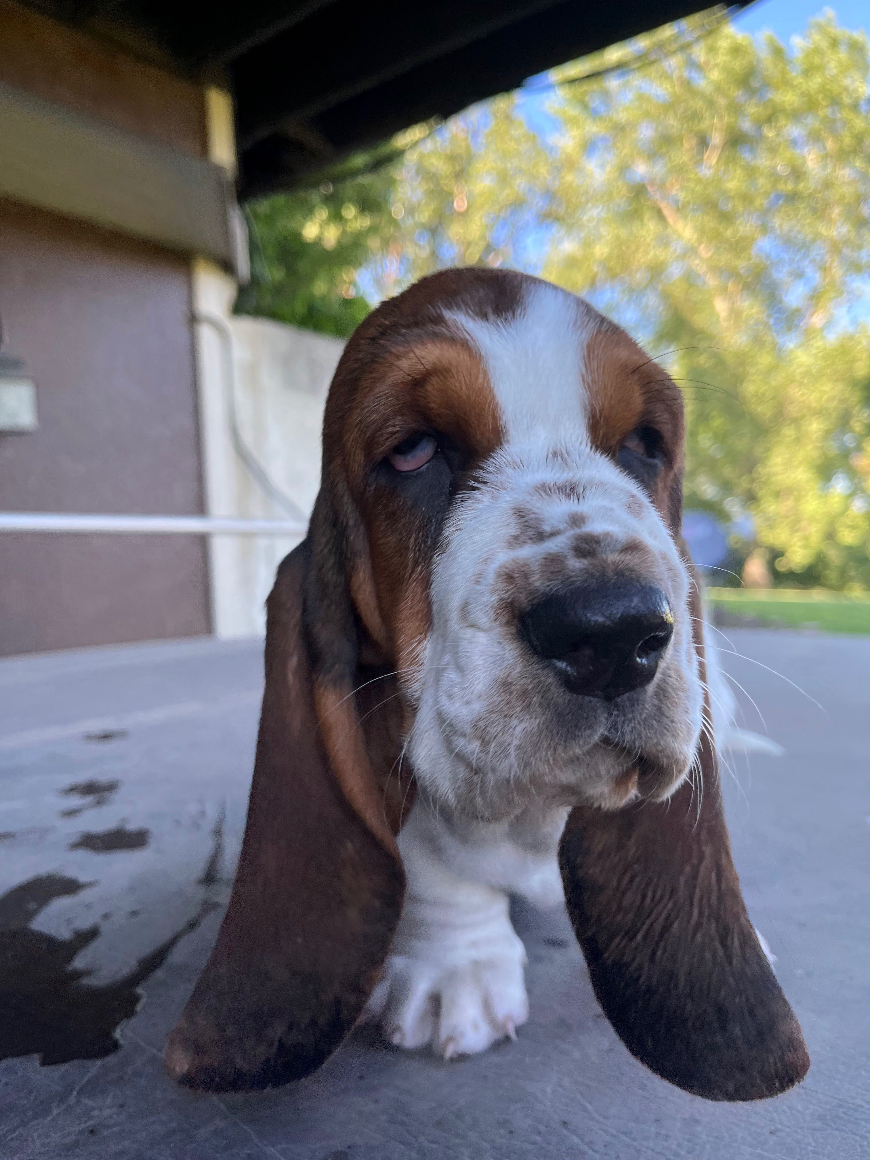 Irish store basset hound