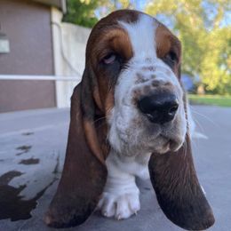 Basset Hound Puppies from Irish Acres Basset Hounds