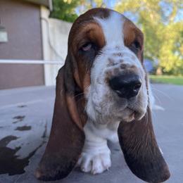 Basset Hound Puppies from Irish Acres Basset Hounds